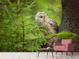 photo-wallpaper-ural-owl-x