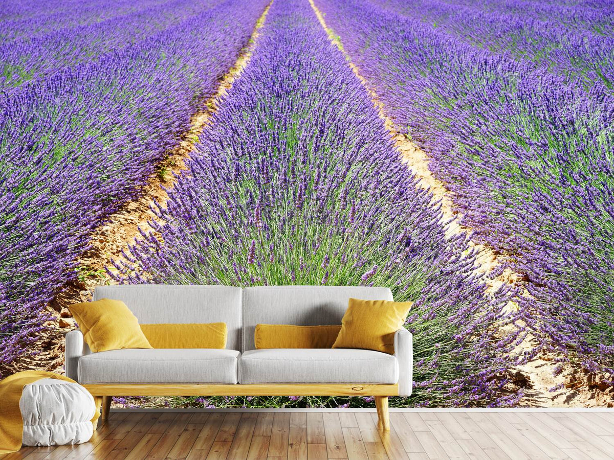 photo-wallpaper-the-lavender-field