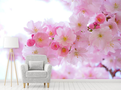 photo-wallpaper-japanese-cherry-blossom-xl