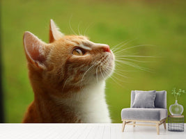 photo-wallpaper-cats-nose