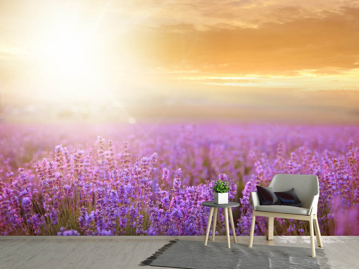 photo-wallpaper-sunset-in-lavender-field