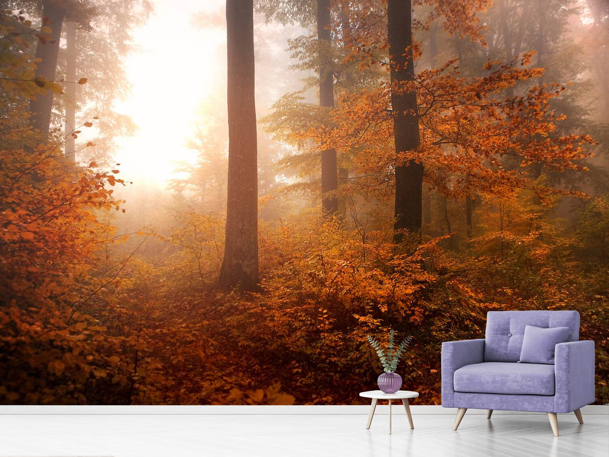 photo-wallpaper-autumn-xpi