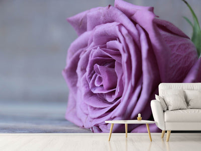 photo-wallpaper-rose-in-purple-xxl