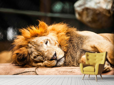 photo-wallpaper-relaxed-lion