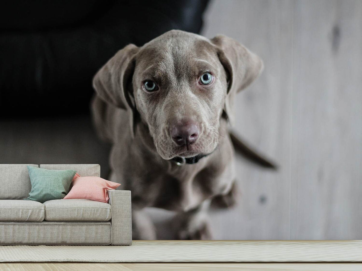 photo-wallpaper-the-weimaraner