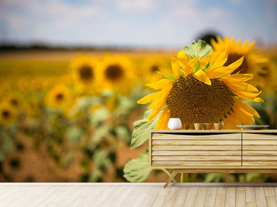 photo-wallpaper-a-sunflower-in-the-field