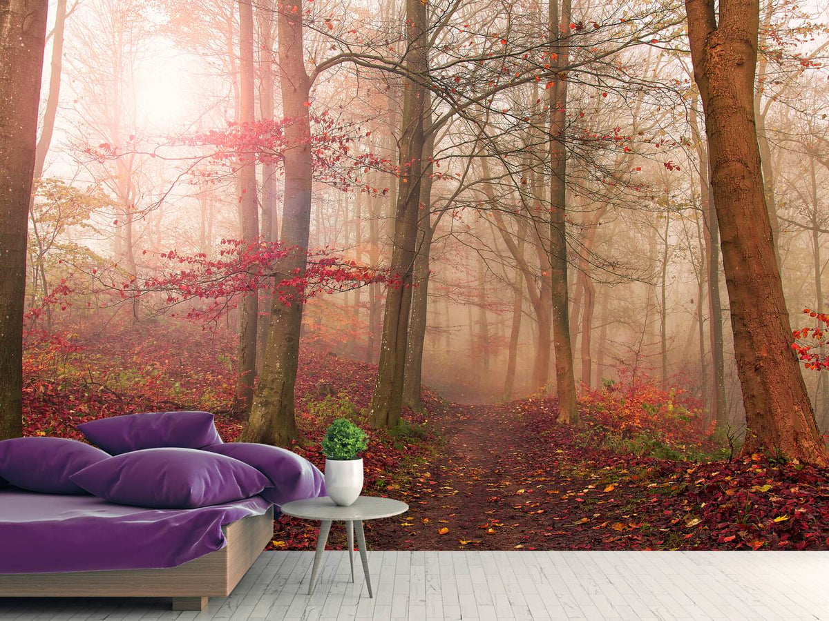 photo-wallpaper-forest-scene-x