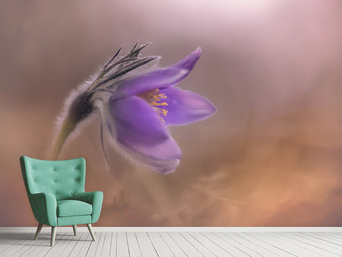 photo-wallpaper-pulsatilla-vulgaris