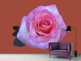 photo-wallpaper-rose-in-pink-xxl