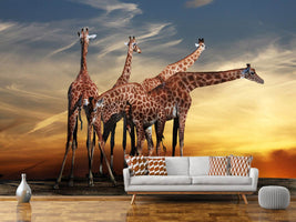 photo-wallpaper-girafe-at-sunset