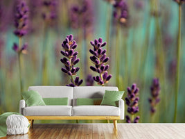 photo-wallpaper-lavender-in-xl