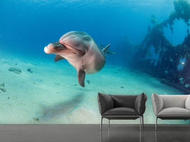 photo-wallpaper-dolphin-x