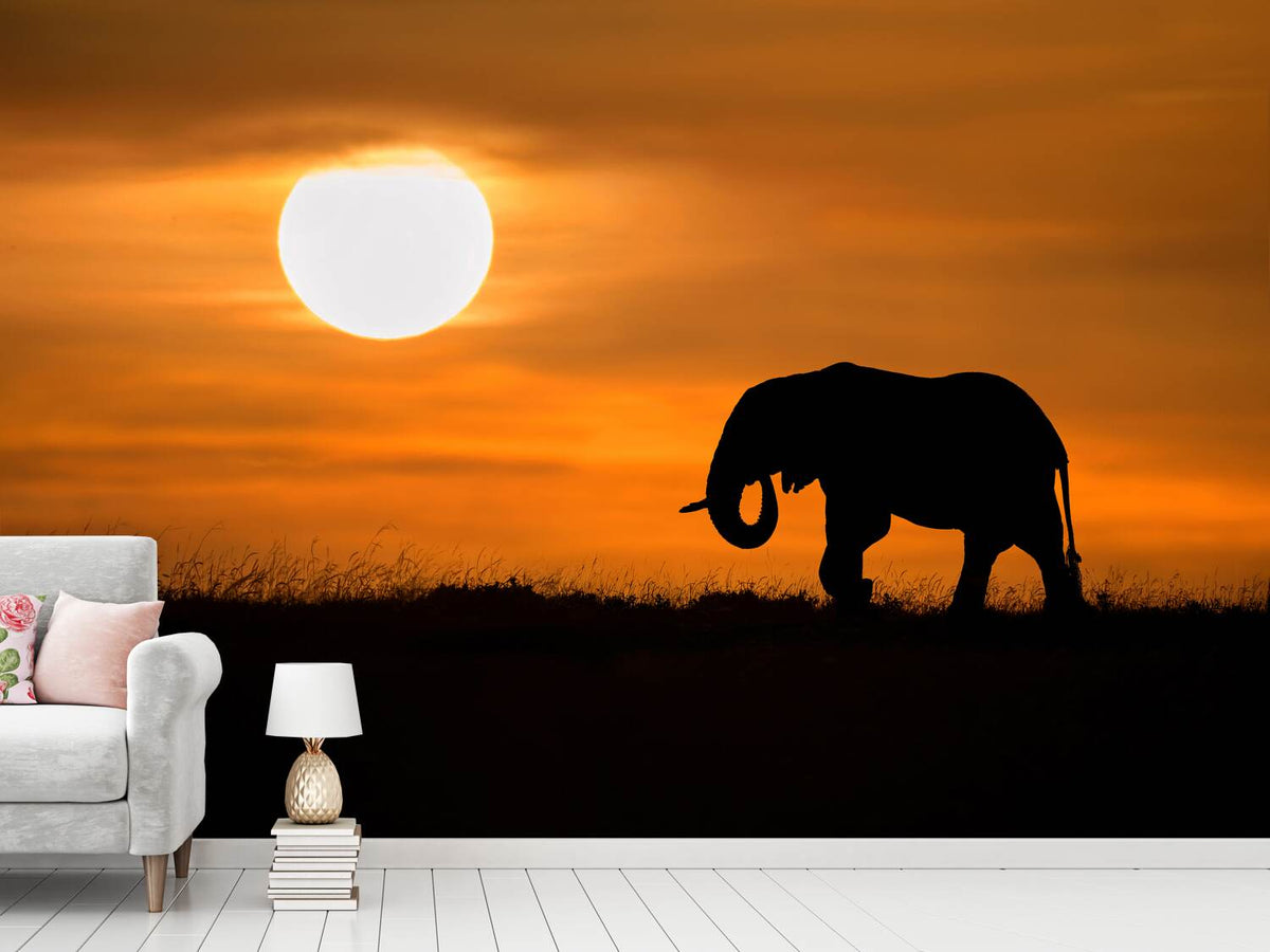 photo-wallpaper-elephant-at-dawn-x