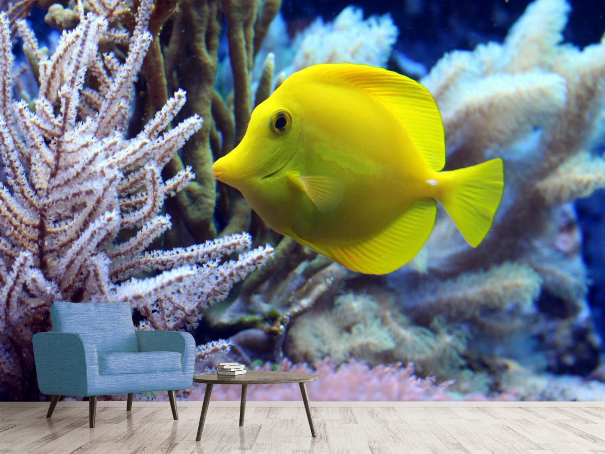 photo-wallpaper-yellow-doctor-fish-xl