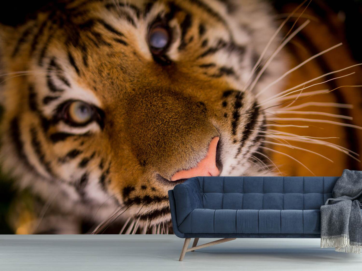 photo-wallpaper-tiger-face