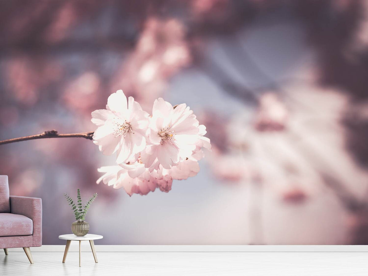 photo-wallpaper-flower-xl