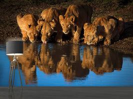 photo-wallpaper-lions-of-mara