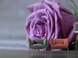 photo-wallpaper-rose-in-purple-xxl