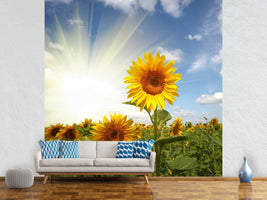 photo-wallpaper-sunflower-in-sunlight