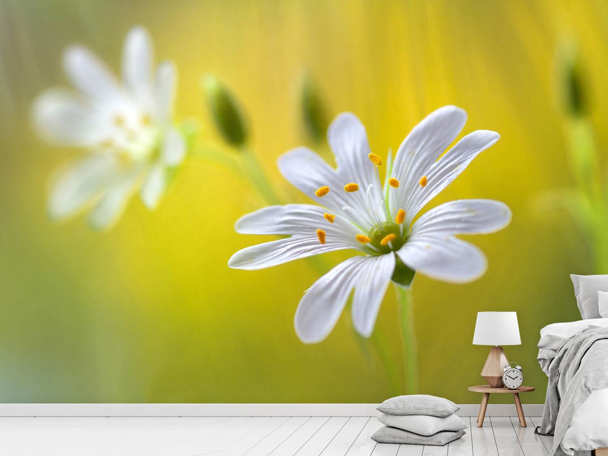 photo-wallpaper-stitchwort-ii