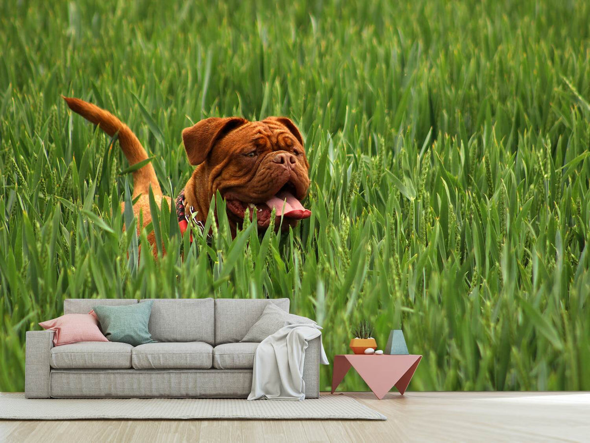 photo-wallpaper-the-mastiff-in-the-grass