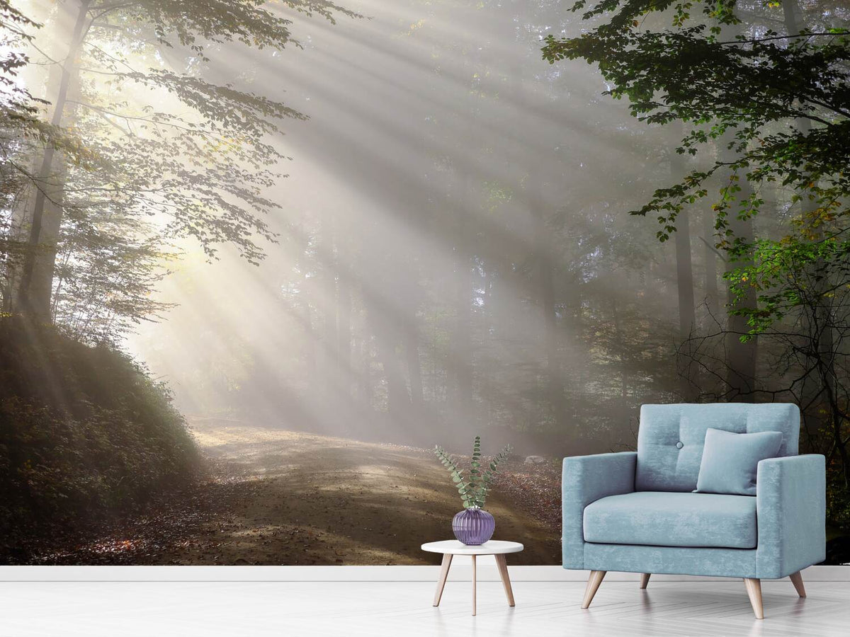 photo-wallpaper-mystical-light-in-the-forest