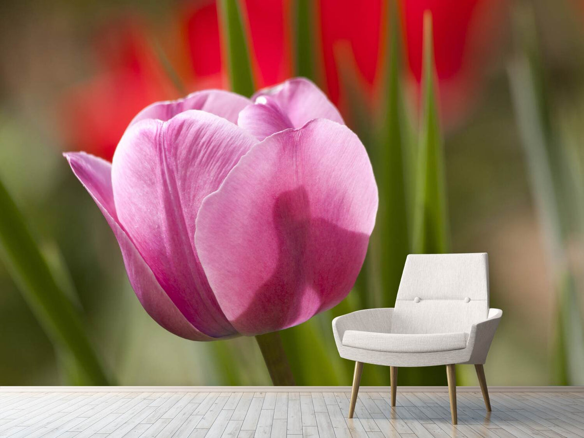 photo-wallpaper-tulip-pretty-in-pink