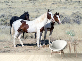 photo-wallpaper-3-wild-horses