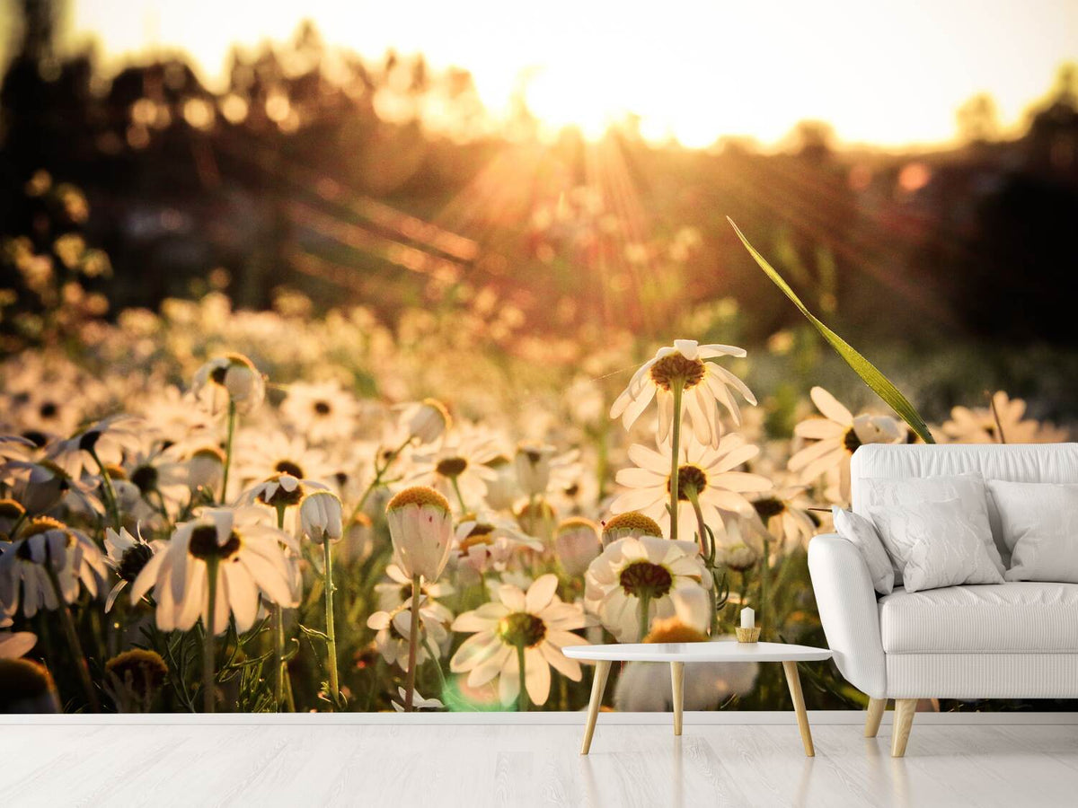 photo-wallpaper-daisies-at-sunset