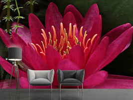 photo-wallpaper-wonderful-water-lily