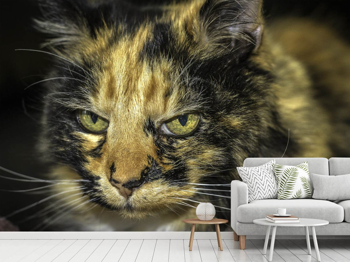 photo-wallpaper-z-attention-cat