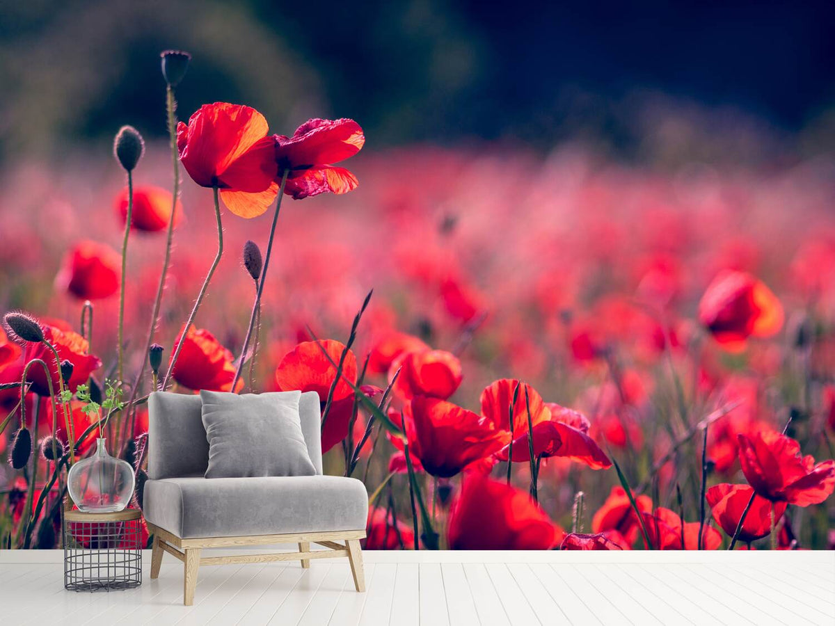 photo-wallpaper-in-the-poppy-field