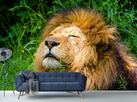 photo-wallpaper-sleeping-lion