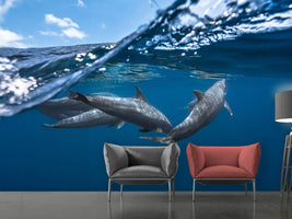 photo-wallpaper-dolphins