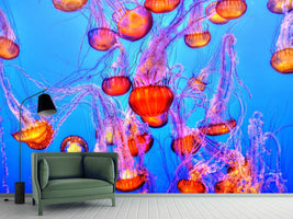 photo-wallpaper-colorful-jellyfish