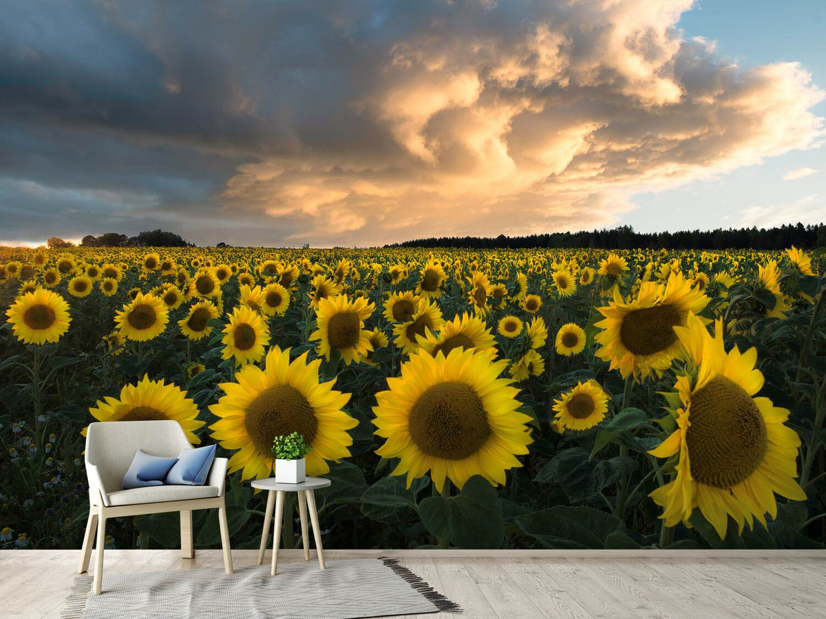 photo-wallpaper-sunflowers-in-sweden