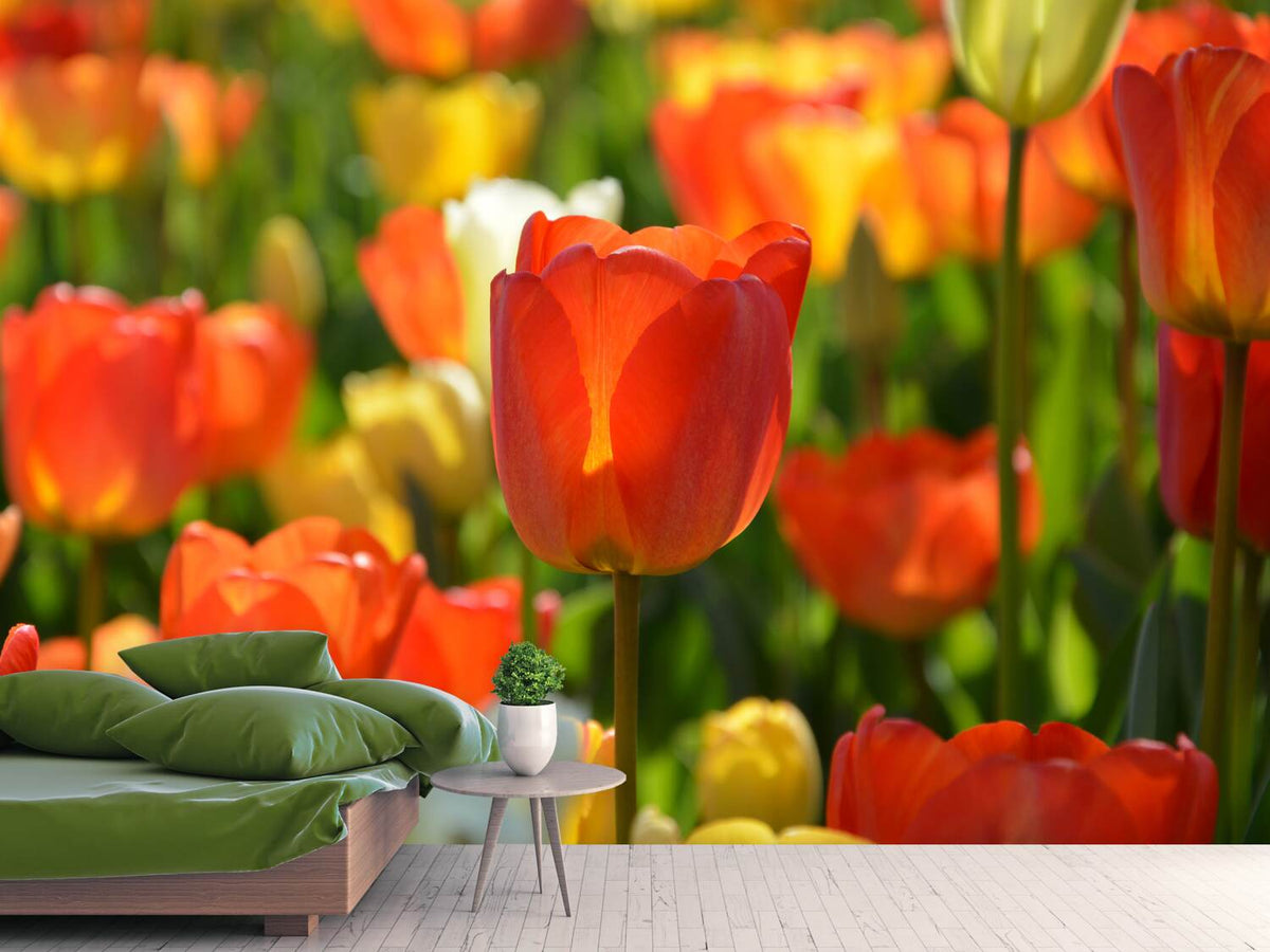 photo-wallpaper-close-up-tulip-field