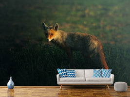 photo-wallpaper-mrfox-x