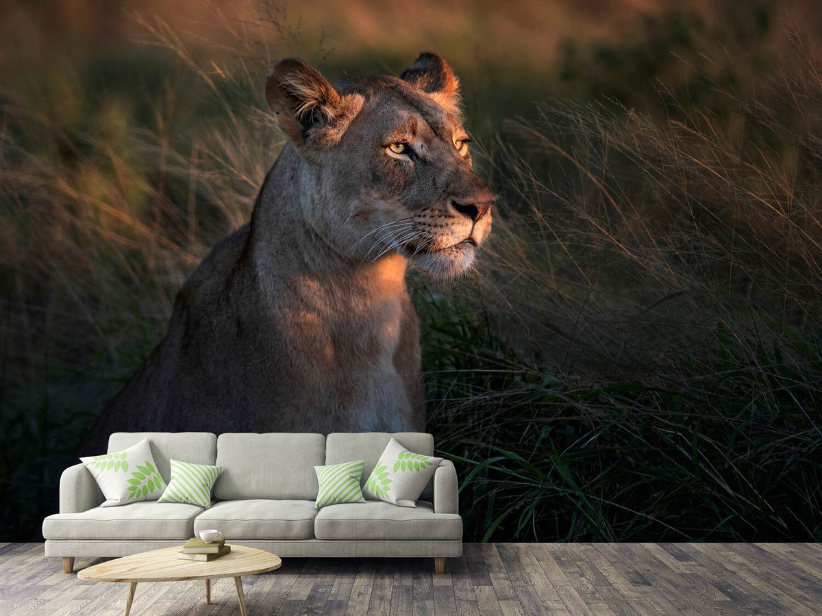 photo-wallpaper-lioness-at-first-day-ligth-x