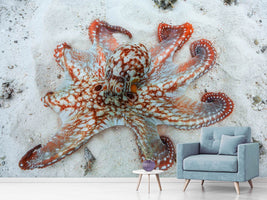 photo-wallpaper-octopus-a