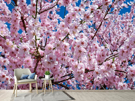 photo-wallpaper-the-japanese-cherry