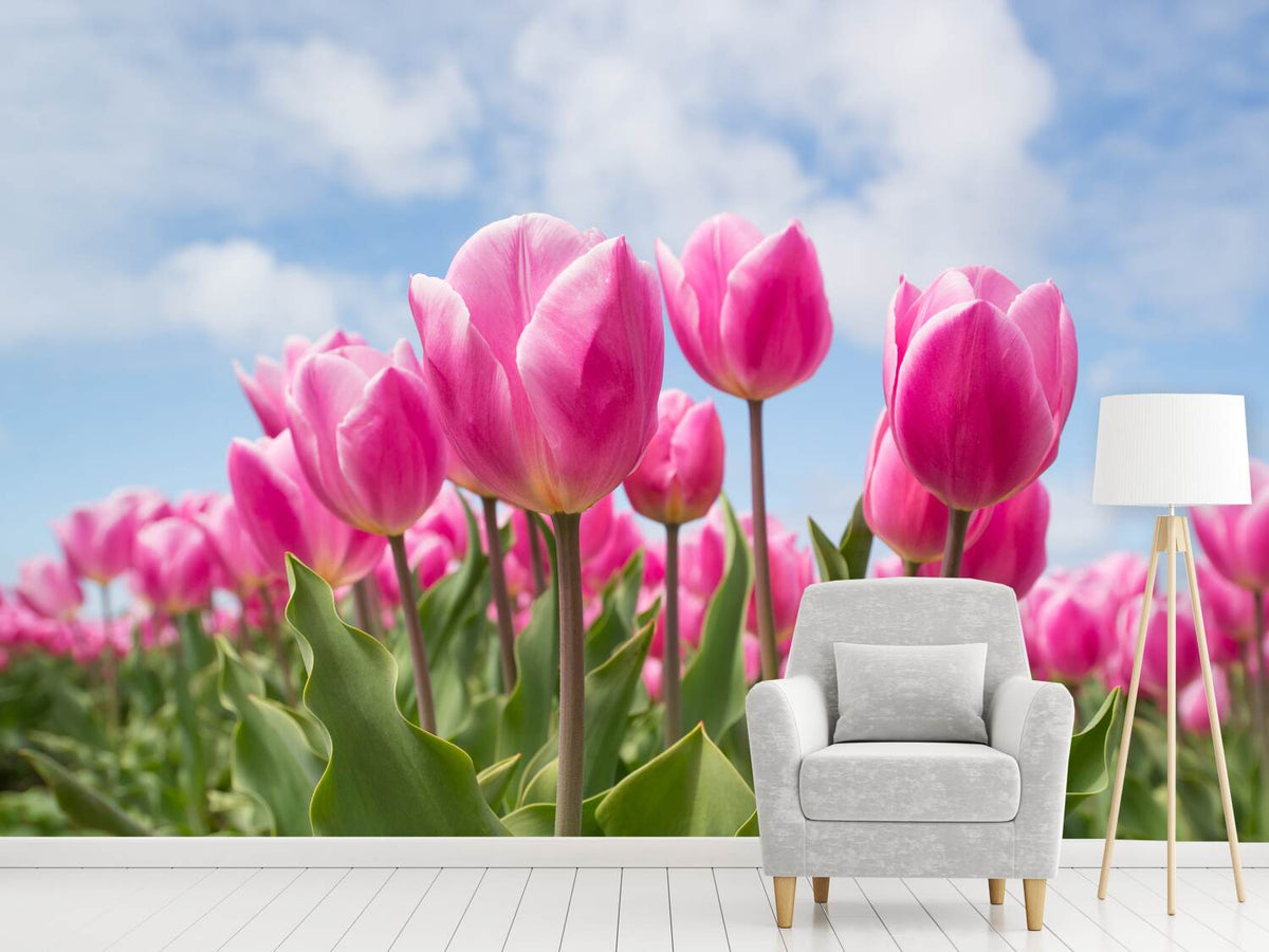 photo-wallpaper-tulip-field-in-pink