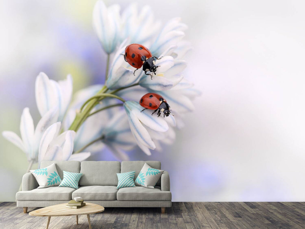 photo-wallpaper-ladybirds