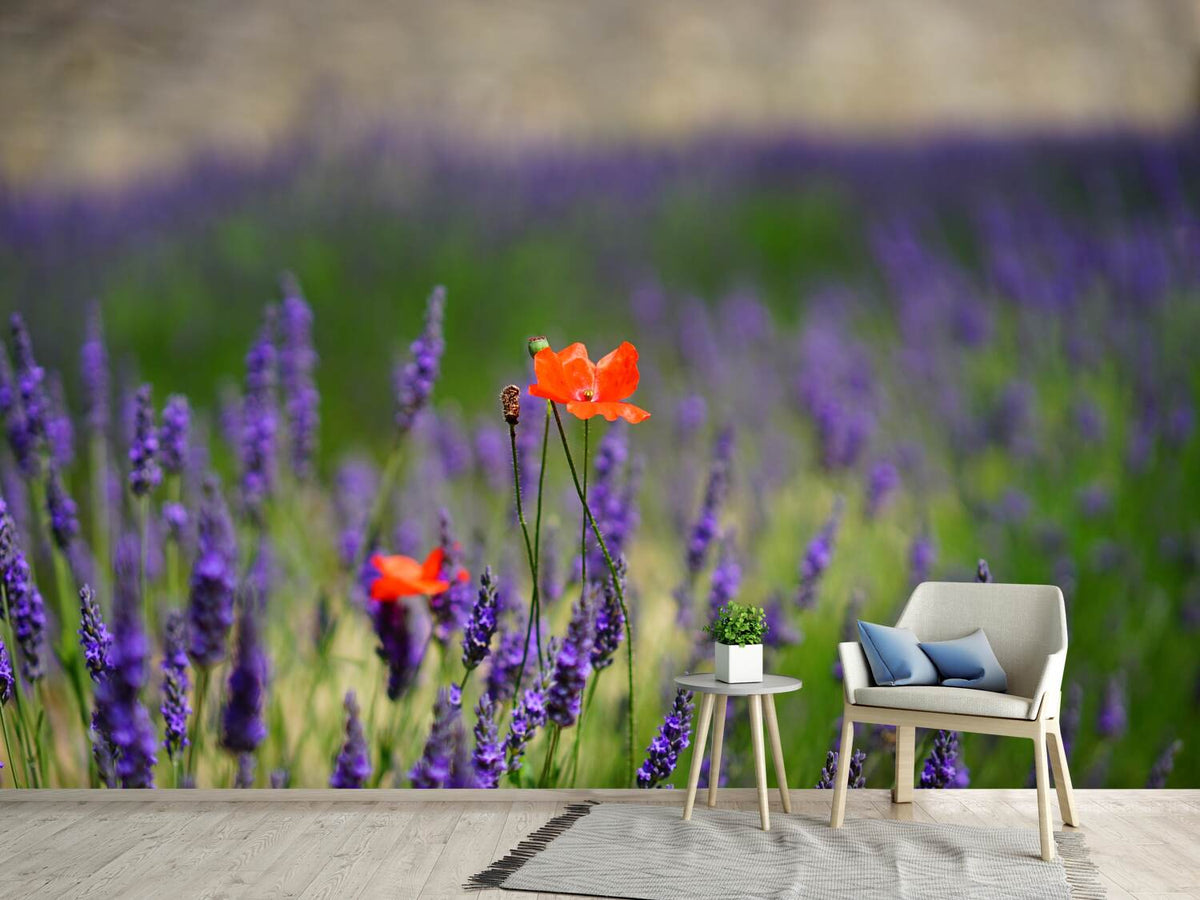 photo-wallpaper-poppy-in-the-lavender