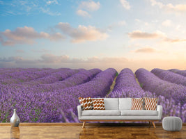 photo-wallpaper-the-blooming-lavender-field