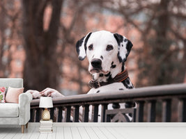 photo-wallpaper-watchful-dalmatian