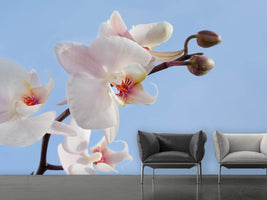 photo-wallpaper-orchid-in-the-sky