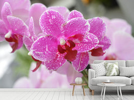 photo-wallpaper-purple-orchids-in-bloom