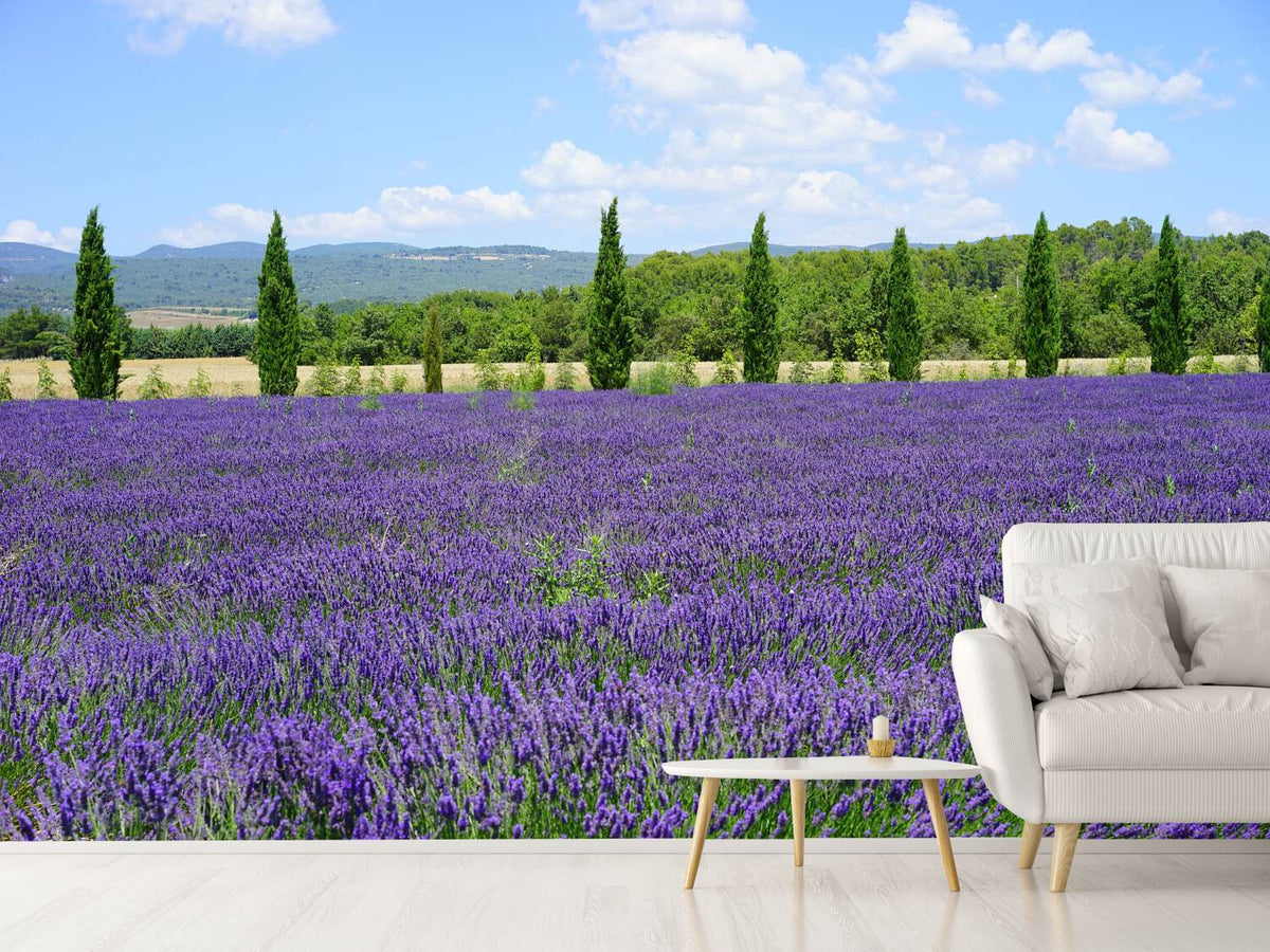 photo-wallpaper-magnificent-lavender-field