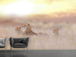 photo-wallpaper-cheetah-family-x